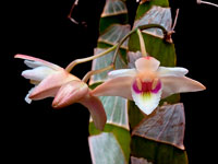 Dendrobium platygastrium