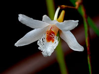 Dendrobium polytrichum