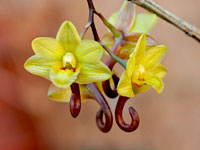 Dendrobium sarawakense