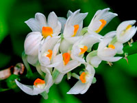 Dendrobium secundum f.album