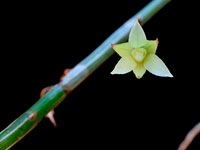 Dendrobium tetrodon