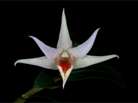 Dendrobium tobaense x draconis