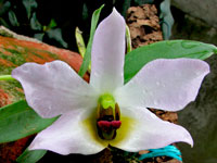 Dendrobium trantuanii