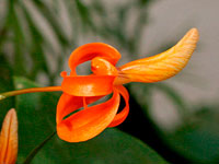 Dendrobium unicum
