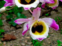 Dendrobium wardianum