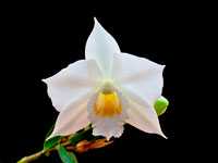 Dendrobium wattii