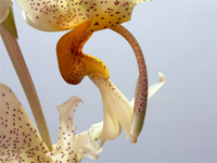 Stanhopea saccata x oculata