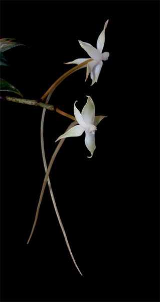 Aerangis brachycarpa