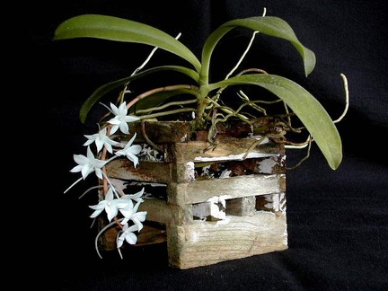 Aerangis modesta