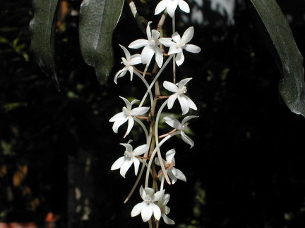 Aerangis mooreana