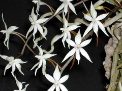 Aerangis stylosa