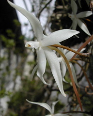 Aerangis stylosa