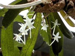 Aerangis ugandensis