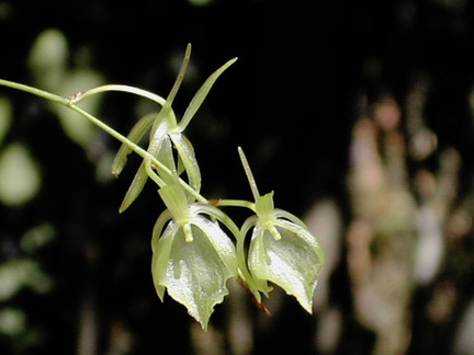 Cribbia pendula