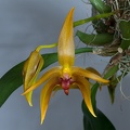 Bulbophyllum Frank Smith