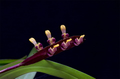 Bulbophyllum falcatum