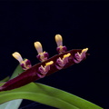Bulbophyllum_falcatum3.jpg