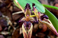 Bulbophyllum fascinator