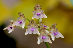 Bulbophyllum guttulatum