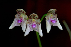 Bulbophyllum guttulatum