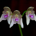 Bulbophyllum_guttulatum2.jpg