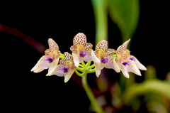 Bulbophyllum guttulatum