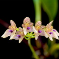 Bulbophyllum_guttulatum3.jpg