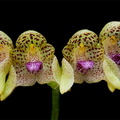 Bulbophyllum_guttulatum4.jpg