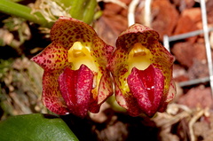 Bulbophyllum leopardinum