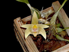 Bulbophyllum lobbii