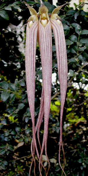 Bulbophyllum longissimum