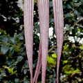 Bulbophyllum longissimum