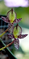 Bulbophyllum macranthum