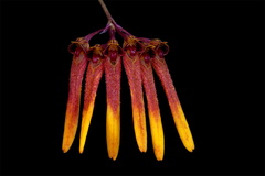 Bulbophyllum thaiorum