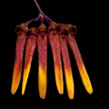 Bulbophyllum_thaiorum4.jpg