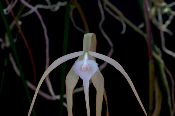 Brassavola cucullata