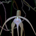 Brassavola cucullata