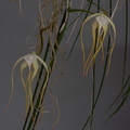 Brassavola_cucullata12.jpg