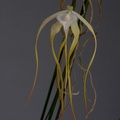 Brassavola cucullata