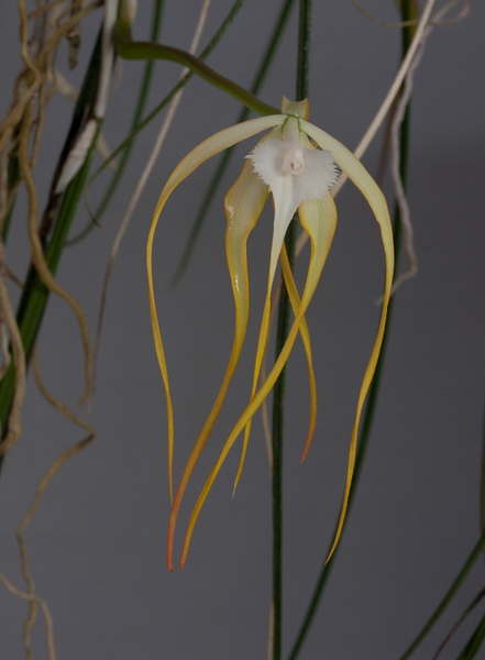 Brassavola cucullata