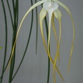 Brassavola_cucullata15.jpg