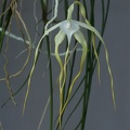 Brassavola_cucullata16.jpg