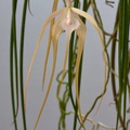 Brassavola_cucullata7.jpg