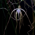 Brassavola cucullata