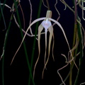 Brassavola cucullata