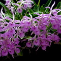 Brassocattleya Makai 'Mayumi'