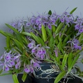 Brassocattleya Makai 'Mayumi'