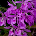 Brassocattleya Makai 'Mayumi'