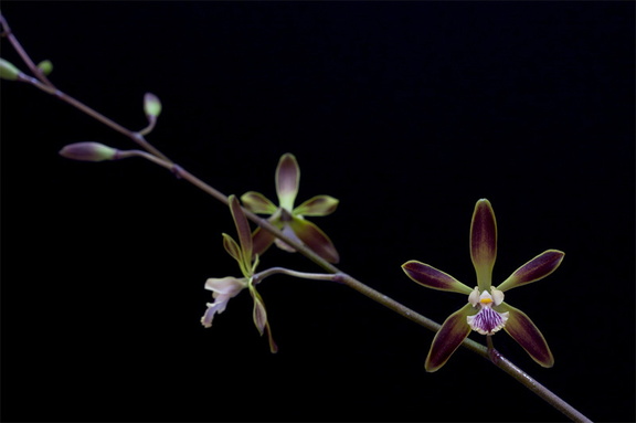 Encyclia alata