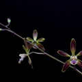 Encyclia alata